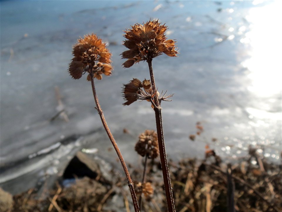 Mumienbotanik: Wasserminze (Mentha aquatica) am Osthafen Saarbrücken
