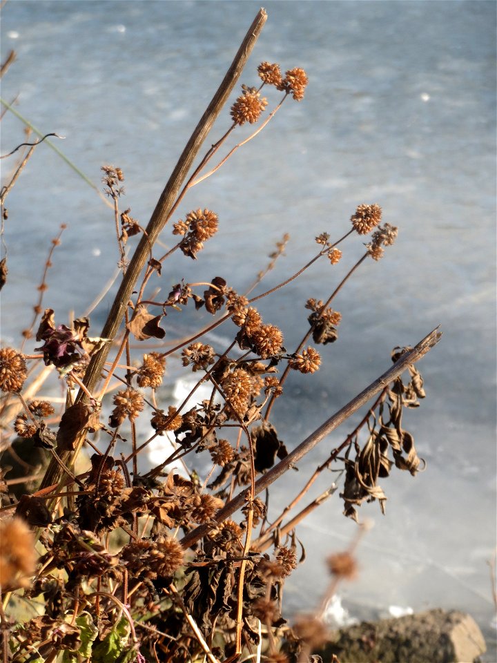 Mumienbotanik: Wasserminze (Mentha aquatica) am Osthafen Saarbrücken