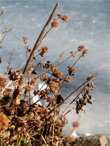 Mumienbotanik: Wasserminze (Mentha aquatica) am Osthafen Saarbrücken