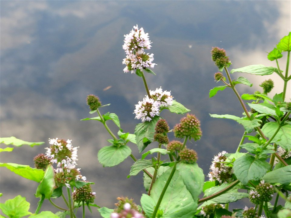 Wasserminze (Mentha aquatica) an der Saar in Saarbrücken