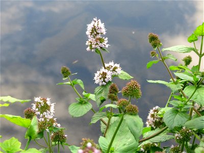 Wasserminze (Mentha aquatica) an der Saar in Saarbrücken