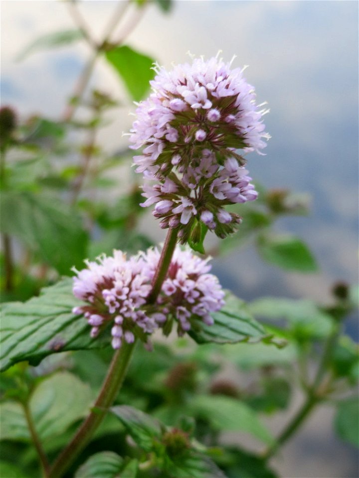 Wasserminze (Mentha aquatica) an der Saar in Saarbrücken