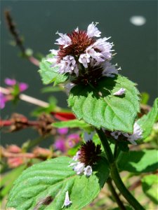 Wasserminze (Mentha aquatica) an der Saaraue Güdingen photo