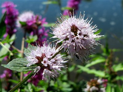 Wasserminze (Mentha aquatica) an der Saaraue Güdingen
