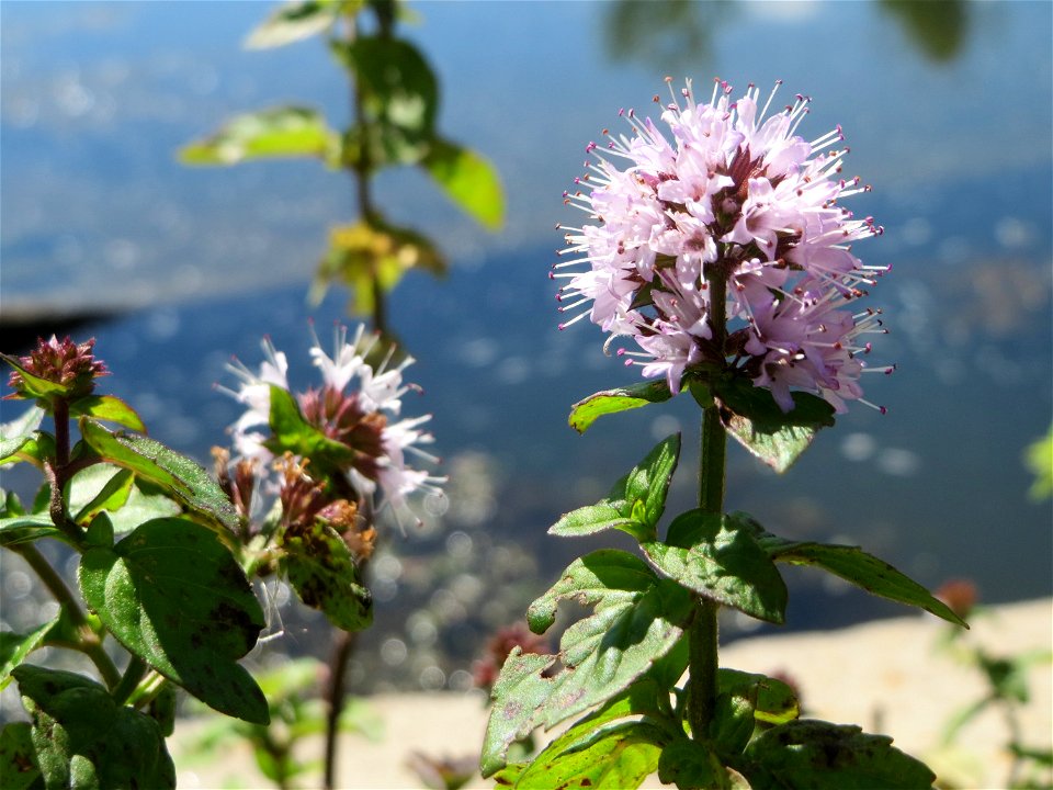 Wasserminze (Mentha aquatica) an der Saaraue Güdingen