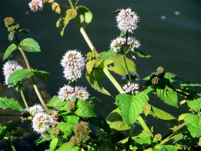 Wasserminze (Mentha aquatica) an der Saar vor dem Heizkraftwerk in Saarbrücken