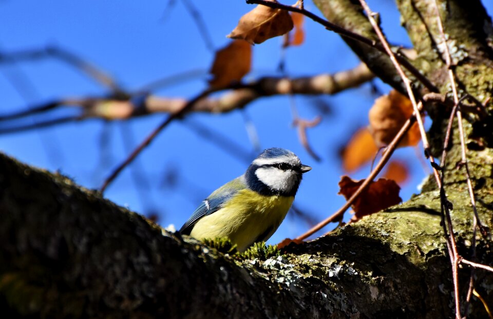 Small bird songbird tree