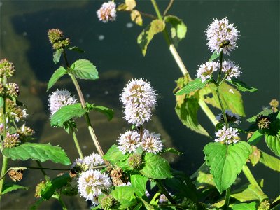 Wasserminze (Mentha aquatica) an der Saar vor dem Heizkraftwerk in Saarbrücken
