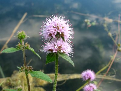 Wasserminze (Mentha aquatica) am Reilinger See