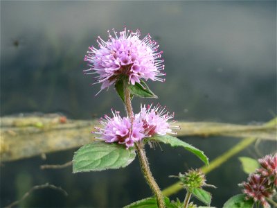 Wasserminze (Mentha aquatica) am Reilinger See photo