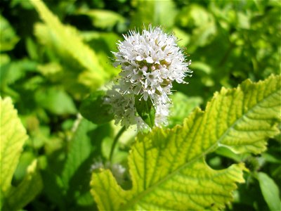 Wasserminze (Mentha aquatica) an der Saar in Saarbrücken