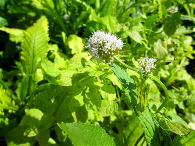 Wasserminze (Mentha aquatica) an der Saar in Saarbrücken