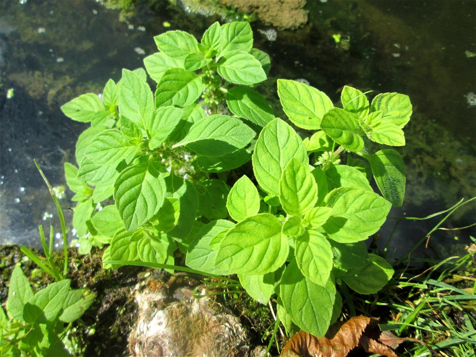 Wasserminze (Mentha aquatica) an einem Teich im Schwetzinger Schlossgarten