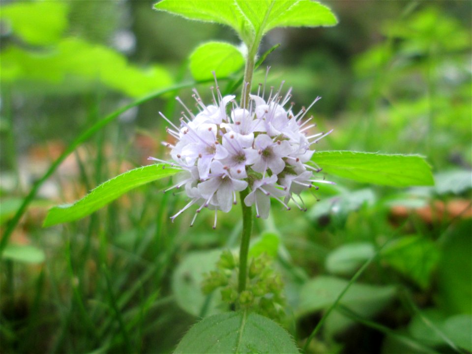 Wasserminze (Mentha aquatica) im Schwetzinger Schlossgarten