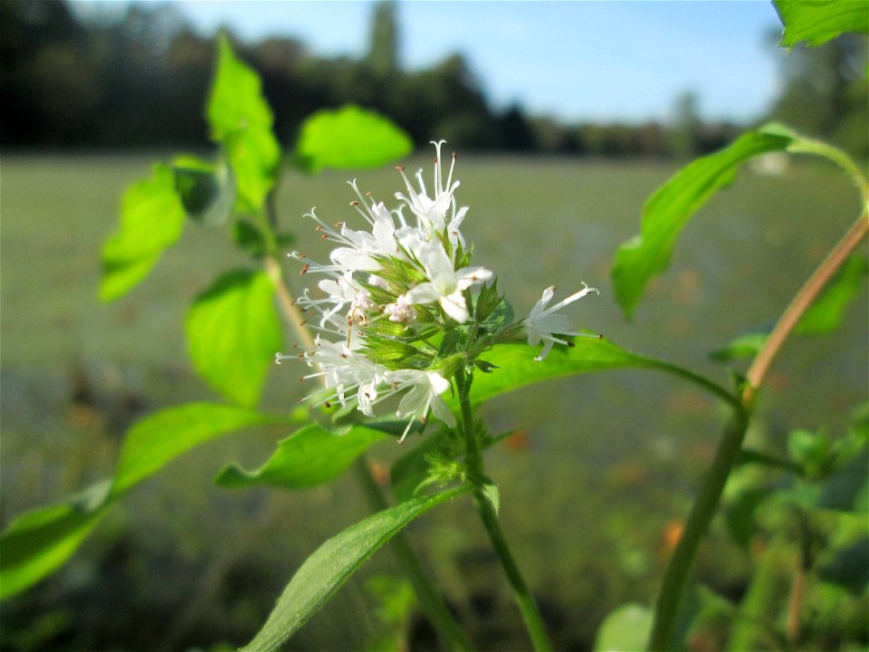 Wasserminze (Mentha aquatica) am Großen Weiher im Schwetzinger Schlossgarten