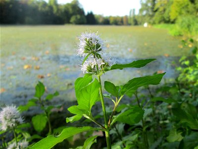 Wasserminze (Mentha aquatica) am Großen Weiher im Schwetzinger Schlossgarten