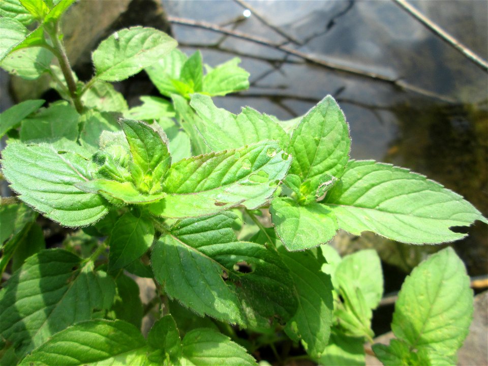 Wasserminze (Mentha aquatica) an der Saar im Naturschutzgebiet "St. Arnualer Wiesen"