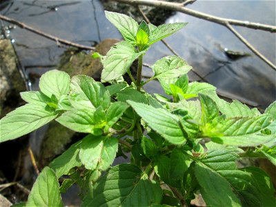 Wasserminze (Mentha aquatica) an der Saar im Naturschutzgebiet "St. Arnualer Wiesen"
