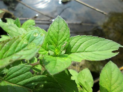 Wasserminze (Mentha aquatica) an der Saar im Naturschutzgebiet "St. Arnualer Wiesen"
