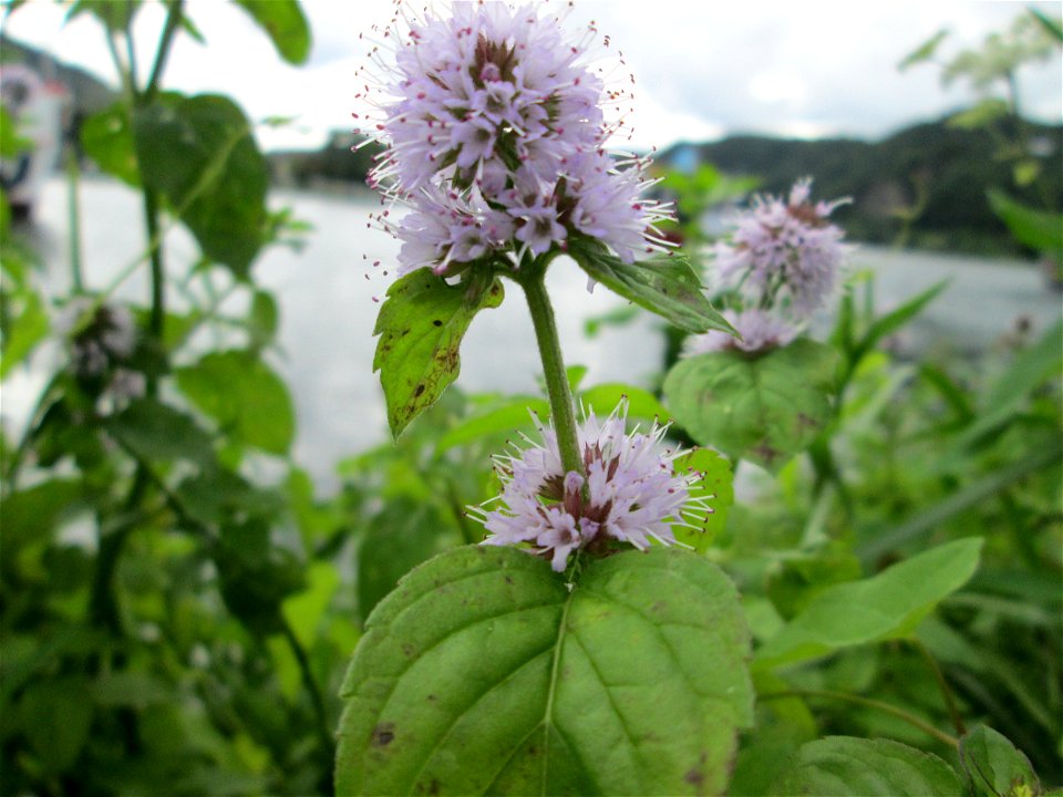 Wasserminze (Mentha aquatica) an der Mosel in Alf