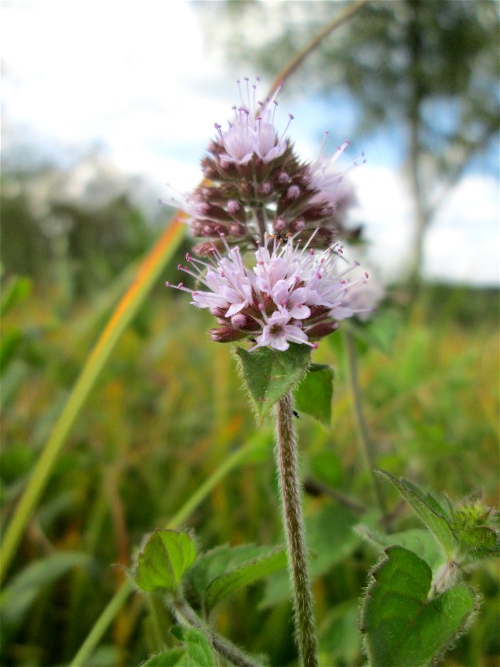 Wasserminze (Mentha aquatica) im Naturschutzgebiet Wusterhang und Beierwies bei Fechingen - an diesem sonst trockenen Standort befindet sich eine Stelle mit Staunässe