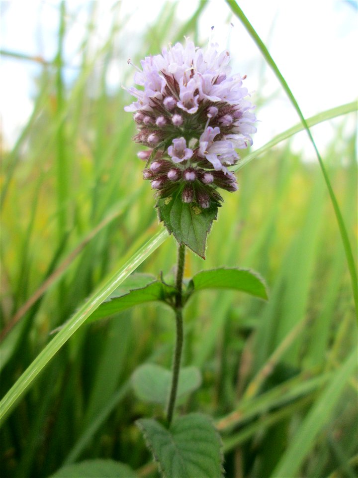 Wasserminze (Mentha aquatica) im Naturschutzgebiet Wusterhang und Beierwies bei Fechingen - an diesem sonst trockenen Standort befindet sich eine Stelle mit Staunässe