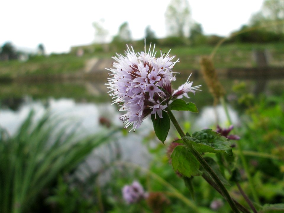 Wasserminze (Mentha aquatica) an der Saaraue Güdingen