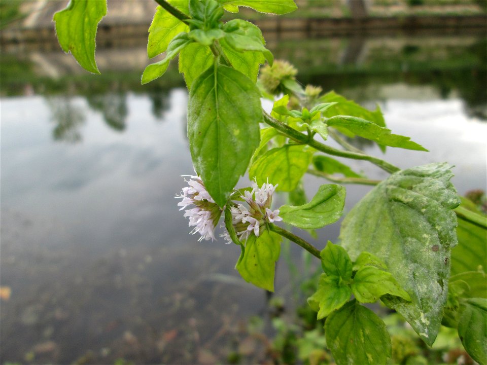 Wasserminze (Mentha aquatica) an der Saaraue Güdingen