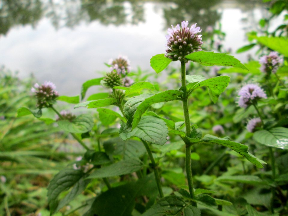 Wasserminze (Mentha aquatica) an der Saaraue Güdingen