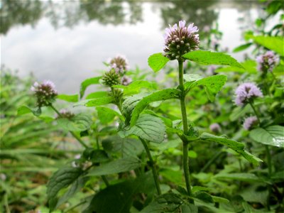 Wasserminze (Mentha aquatica) an der Saaraue Güdingen