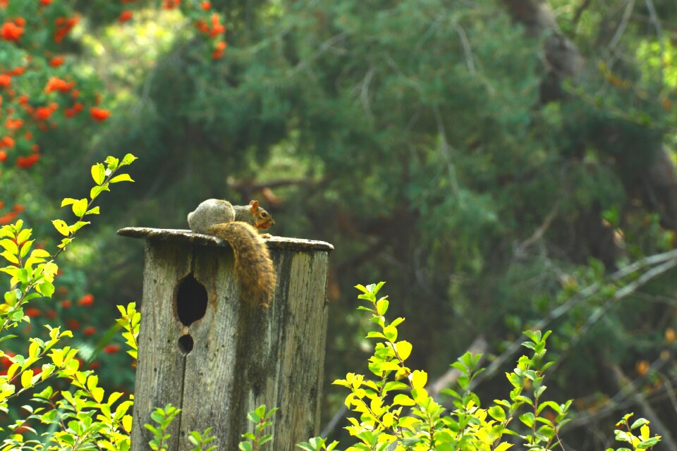 Animal wood birdhouse