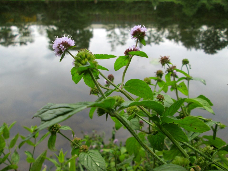 Wasserminze (Mentha aquatica) an der Saaraue Güdingen