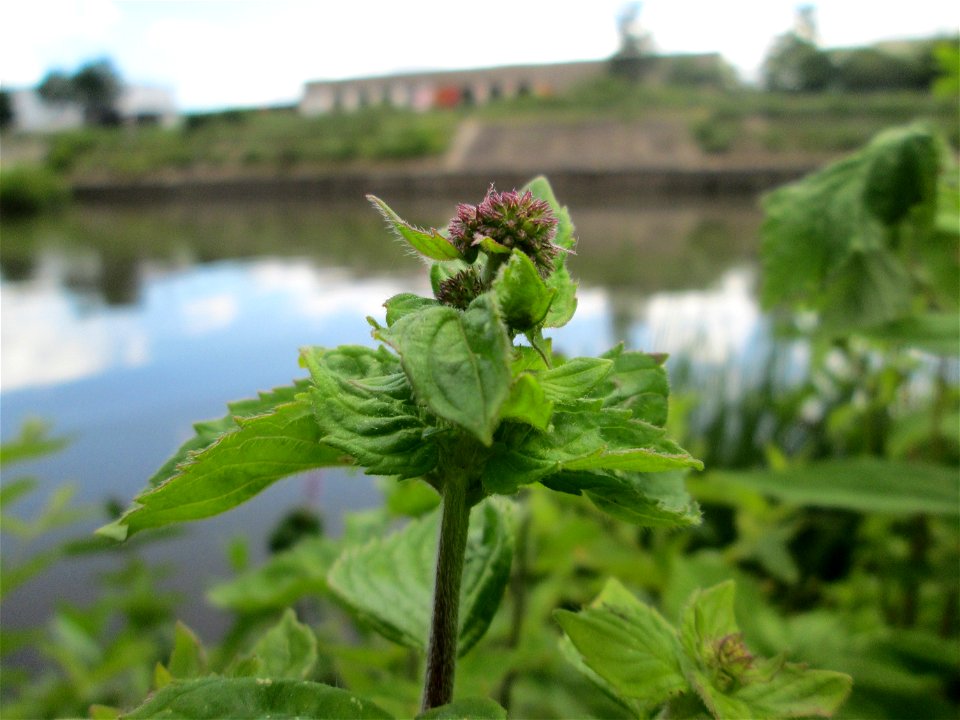 Wasserminze (Mentha aquatica) an der Saaraue Güdingen
