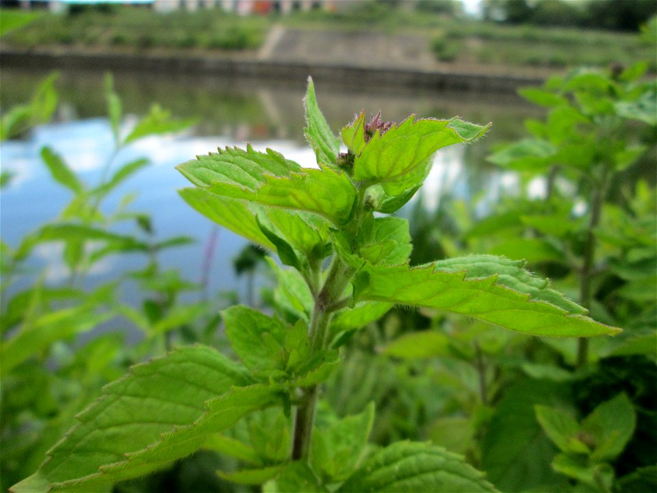 Wasserminze (Mentha aquatica) an der Saaraue Güdingen