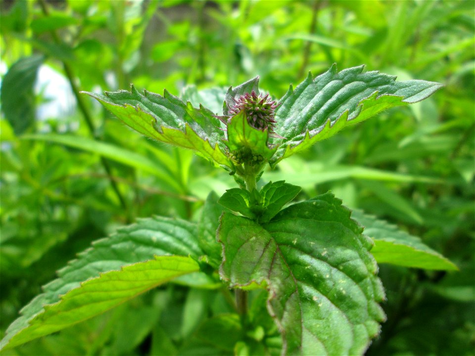 Wasserminze (Mentha aquatica) an der Saaraue Güdingen