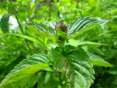 Wasserminze (Mentha aquatica) an der Saaraue Güdingen