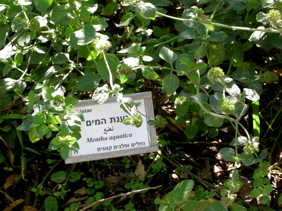 Botanical Garden of Mount Scopus