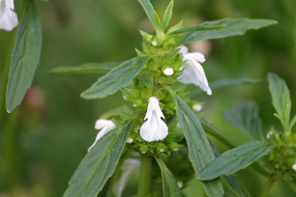 Leucas aspera in Lakhimpur district, Assam.