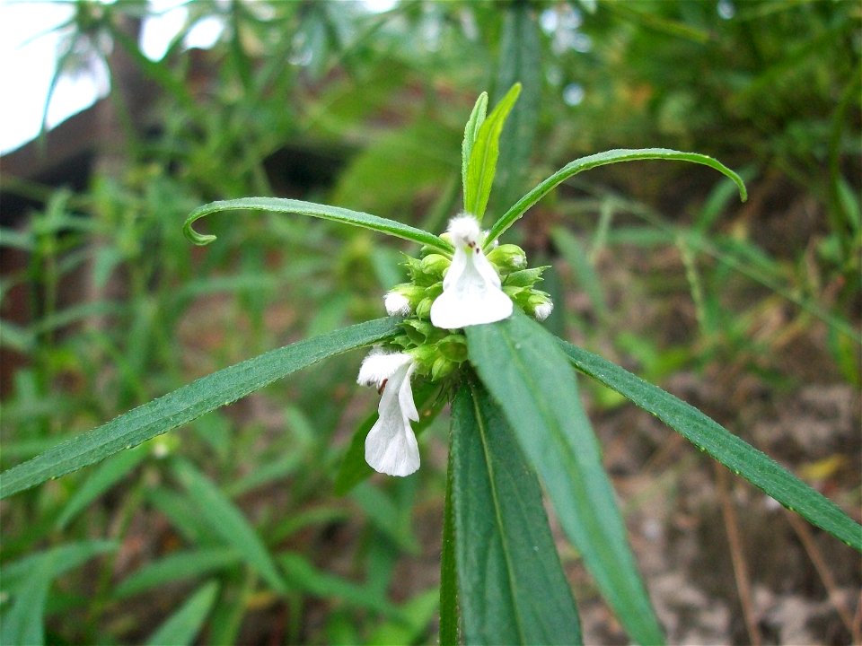 One of the common plant in Kerala, India