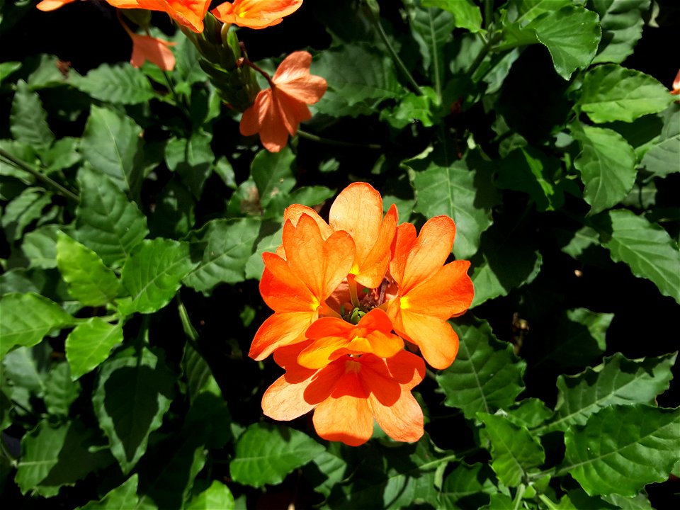 Crossandra infundibuliformis in Singapore