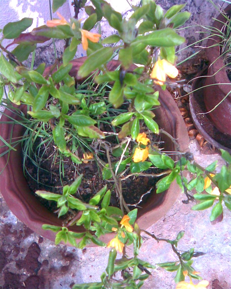 This is YELLOW  KANAKAMPARAM (மஞ்சள்கனகாம்பரம்) in Tamil; KANAKAMPARAM  is called in Hindi as – Aboli.
Common name - Firecracker Flower.
Botanical name- Crossandra infundibuliformis .
Not a herbaceous
