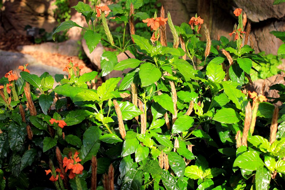  ; Flowers, trees, and other plant stuff
The firecracker flower(Crossandra infundibuliformis) from Sri Lanka.