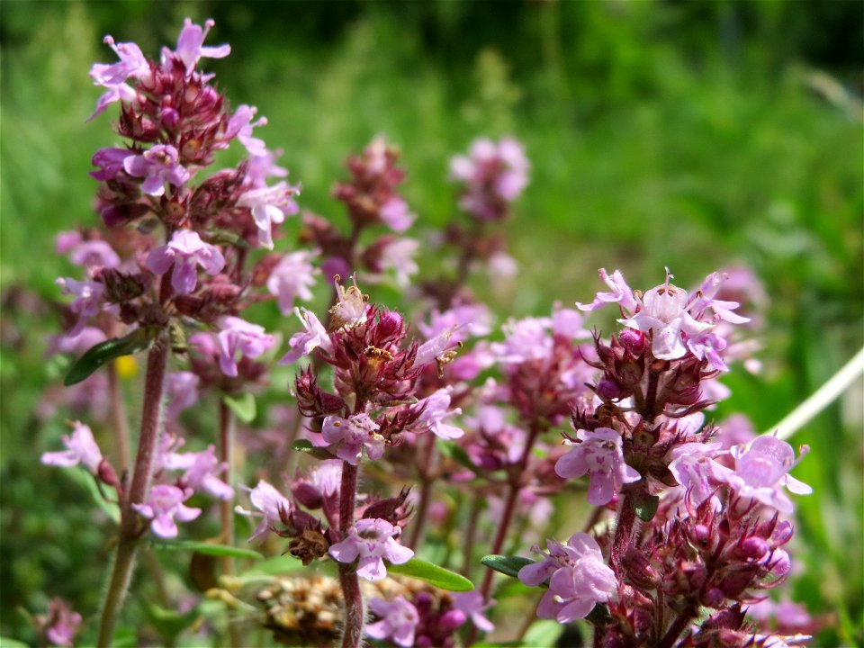 Sand-Thymian (Thymus serpyllum) am Stadtrand von Hockenheim