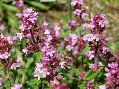 Sand-Thymian (Thymus serpyllum) am Stadtrand von Hockenheim