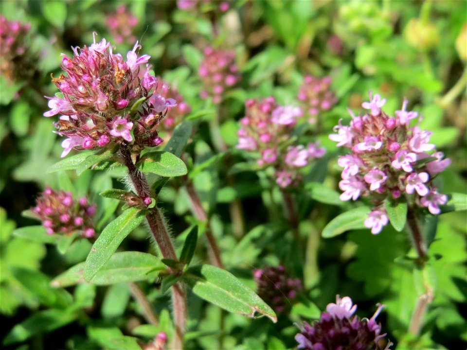Sand-Thymian (Thymus serpyllum) am Stadtrand von Hockenheim