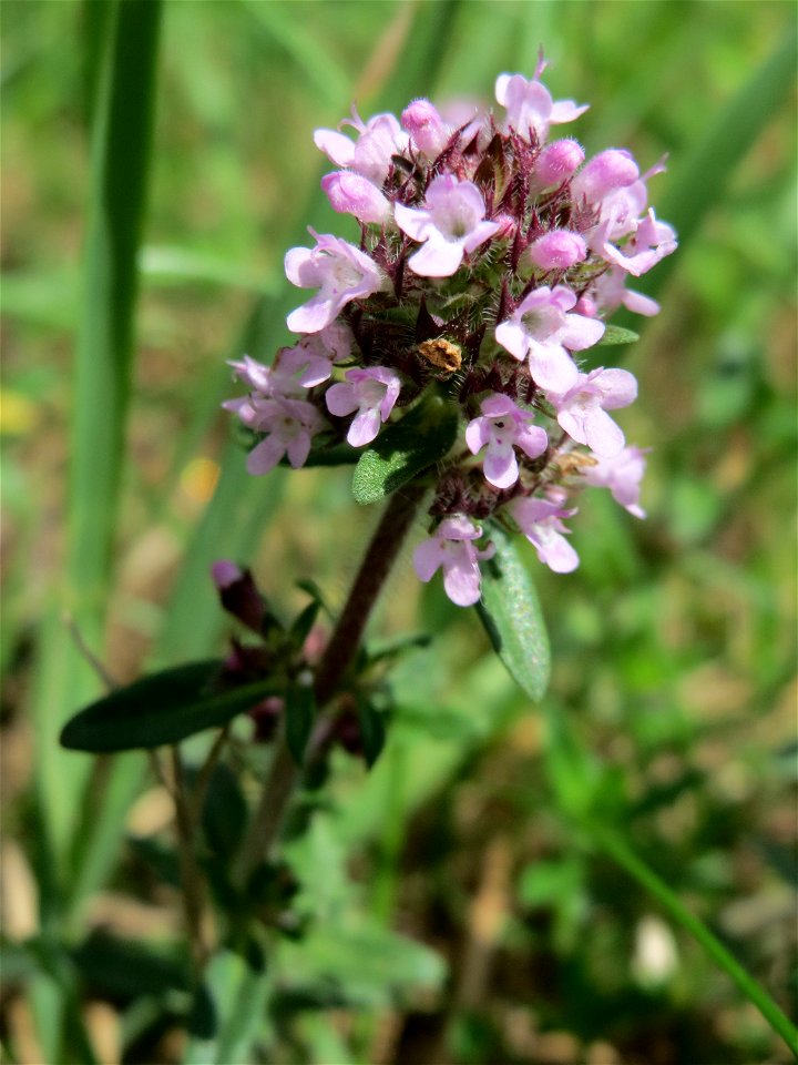 Sand-Thymian (Thymus serpyllum) am Stadtrand von Hockenheim