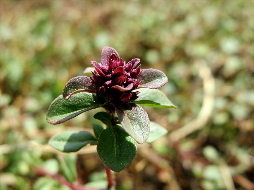 Breitblättriger Thymian (Thymus pulegioides) an der Saar in Saarbrücken