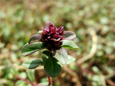 Breitblättriger Thymian (Thymus pulegioides) an der Saar in Saarbrücken