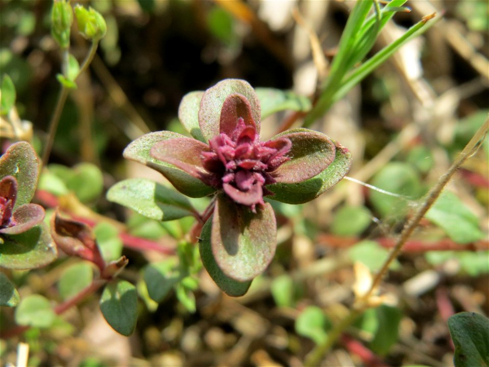 Breitblättriger Thymian (Thymus pulegioides) an der Saar in Saarbrücken