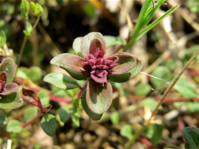 Breitblättriger Thymian (Thymus pulegioides) an der Saar in Saarbrücken